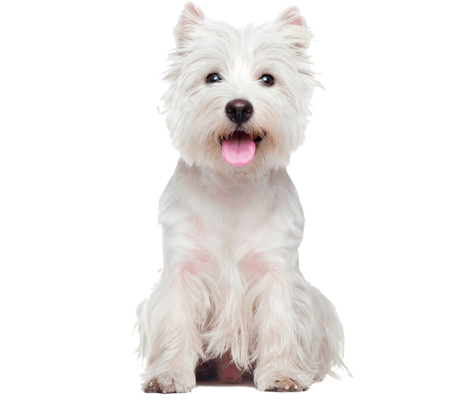 dog_center_h1